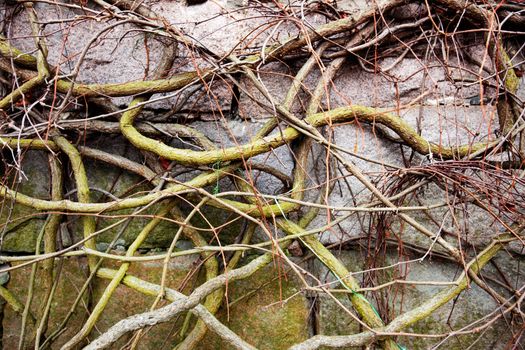 A vine on a rock with no leaves