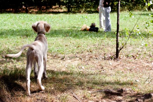 A standing saluki pup in a green field and two people in the distance 
