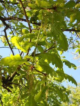 Wood; flora; plants; trees; vegetation; a track; a route; caucasus; the nature; a landscape; beauty       