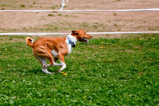 A running basenji in a field
