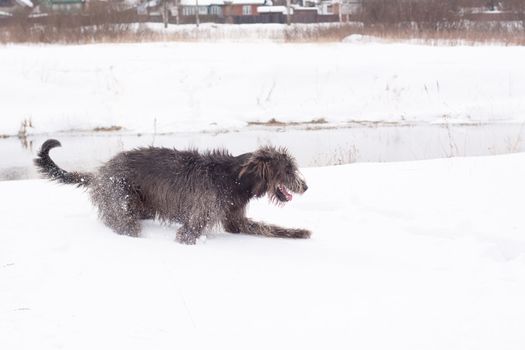 An Irish wolfhound on a snow-covered field
