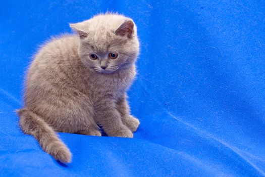 A yellow-eyed British shorthair blue kitten on blue background
