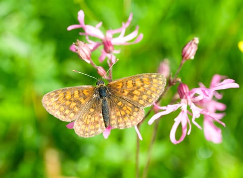 brush-footed butterfly on green grass