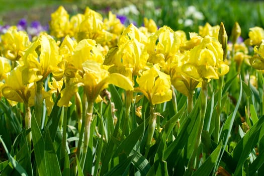 field with many yellow irises