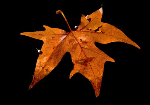 Autumn leaf  floating on the water,  black background.