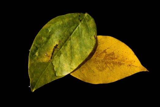 Autumn leaves  floating on the water,  black background.