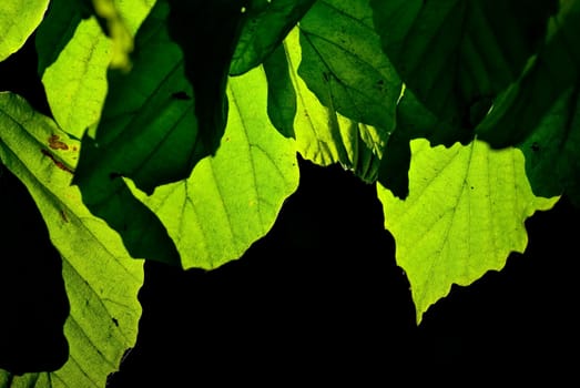 Green leaves on black background, taken in Botanical Garden in Madrid, Spain.