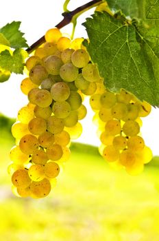 Yellow grapes growing on vine in bright sunshine
