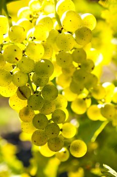 Yellow grapes growing on vine in bright sunshine