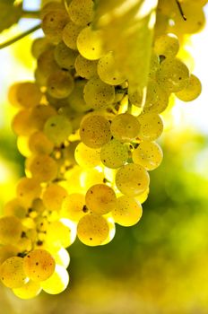 Yellow grapes growing on vine in bright sunshine