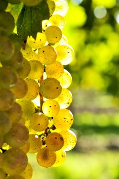 Yellow grapes growing on vine in bright sunshine
