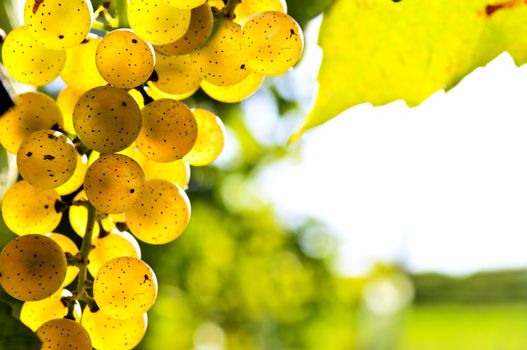 Yellow grapes growing on vine in bright sunshine