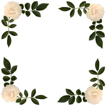 Frame of sprigs  tea-rose on white background