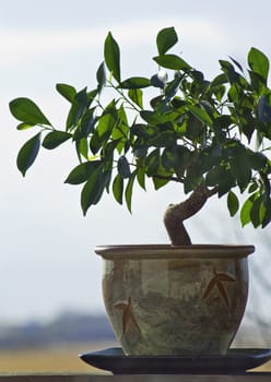 Bonzai Ficus tree getting some morning sun on the rear deck of the house.