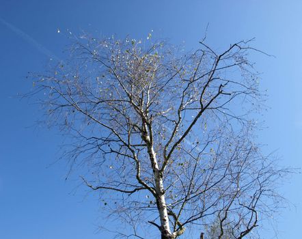 Tree over blue sky