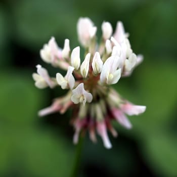 Shamrock flower