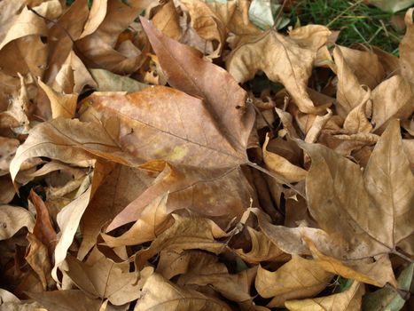 Falling leaves of sycamore tree background in Autumn