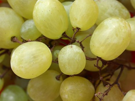 Grape of vitis