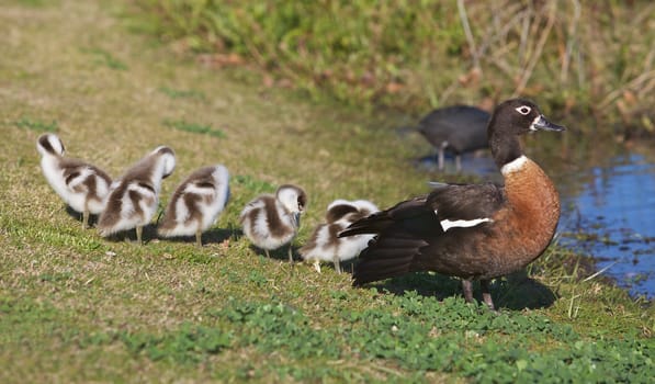 An Australian Shelduck (Tadorna tadornoides) with her ducklings.