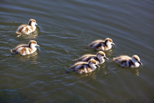 Australian Shelduck (Tadorna tadornoides) ducklings swimming together.