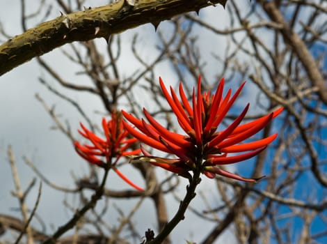Flowers of Erythrina speciosa taken on Madeira, Portugal.