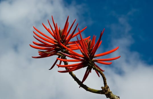 Flowers of Erythrina speciosa taken on Madeira, Portugal.