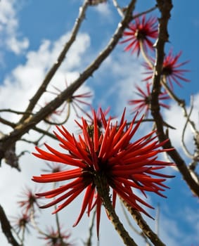 Flowers of Erythrina speciosa taken on Madeira, Portugal.