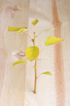 Young tree growing out of a piece of wood.