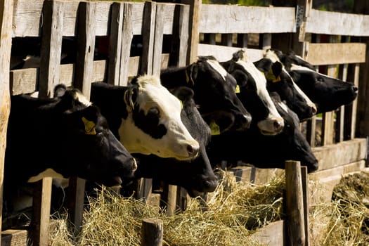 Cows feeding hay in a farm