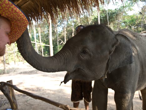 Men playing with elephant calf