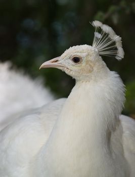 White Peafowl taken in a park on Madeira, Portugal.