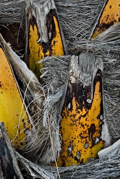 Closeup of a palm trunk, taken on Madeira, Portugal.