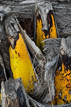 Closeup of a palm trunk, taken on Madeira, Portugal.