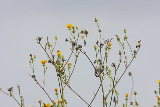 Flowers on the background of the sky in summer day