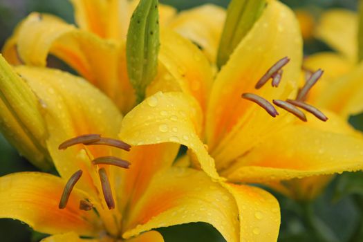 Yellow lillies with dewdrops in summer day.