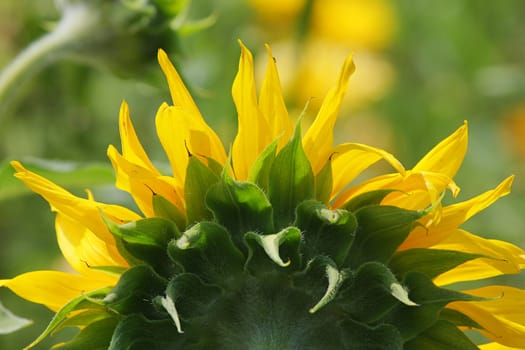 Green grass with sunflower in summer day.