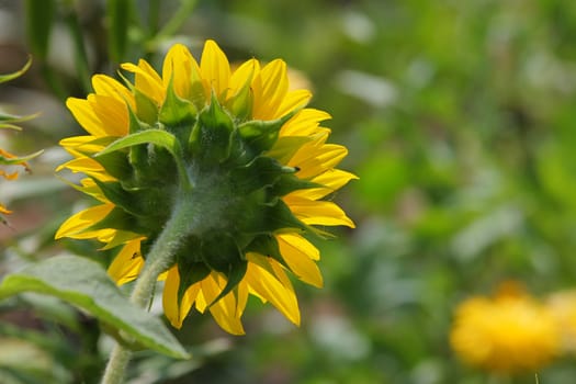 Green grass with sunflower in summer day.