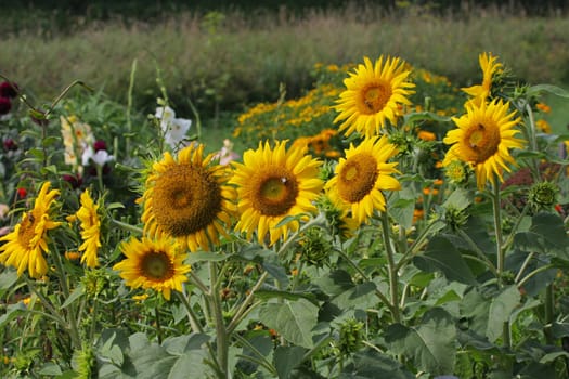 Green grass with sunflowers in summer day.