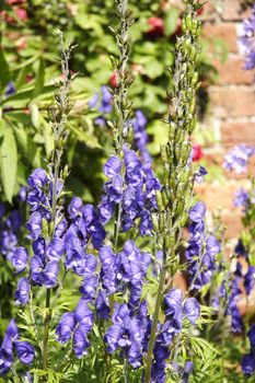 aconitum better known as monkshood all parts of the plant are poisoness and contact with the skin can cause irritation