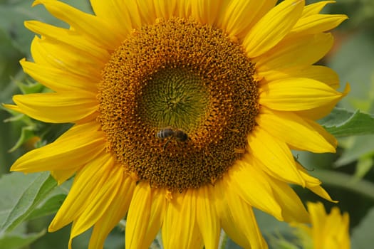 One sunflower with bee in summer day.