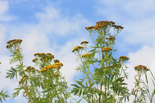 Flowers on the background of blue sky in summer day