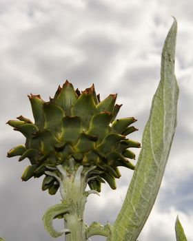 artichoke reaching up to the sky with its leaf