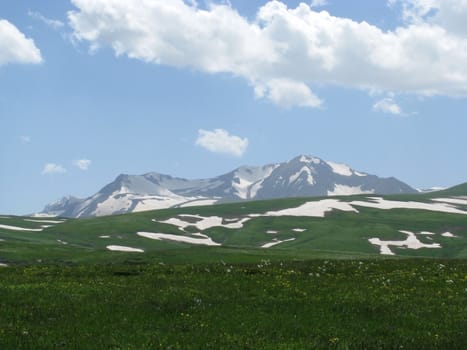 Europe; Russia; flora; the Alpine meadows, vegetation, a distance, summer, greens, flowering, plants, flowers