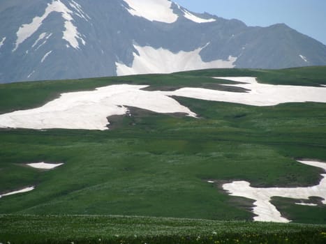 Europe; Russia; flora; the Alpine meadows, vegetation, a distance, summer, greens, flowering, plants, flowers