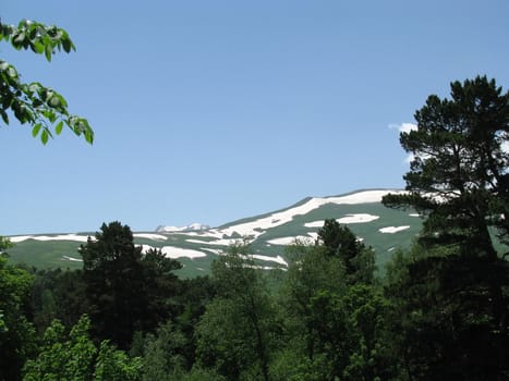 Europe; Russia; flora; the Alpine meadows; vegetation; a distance; summer; greens; flowering; plants; flowers