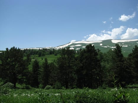 Europe; Russia; flora; the Alpine meadows; vegetation; a distance; summer; greens; flowering; plants; flowers