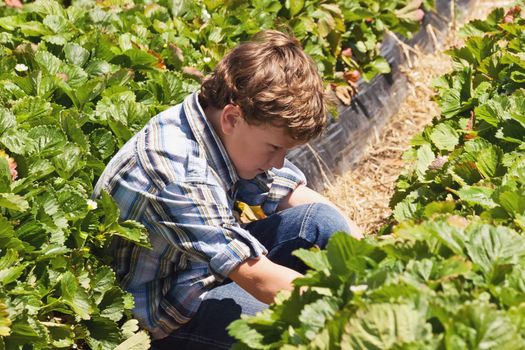 A young male picks strawberries