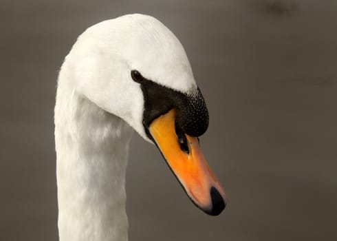 Close - up of beautiful swan at wildlife sanctuary in UK. 