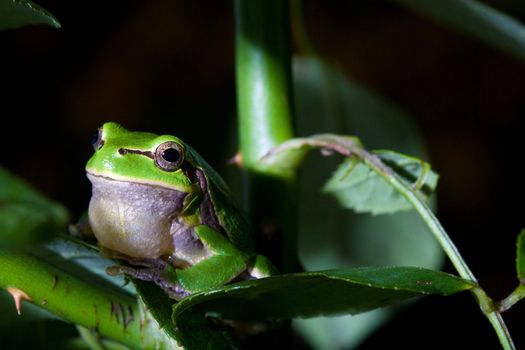 animals series: macro picture of grenn frog