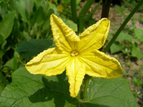 Zucchini or courgette flower